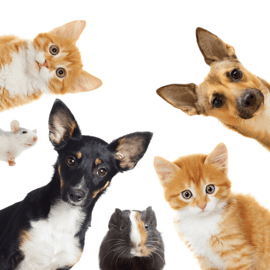 cruelty free skin care products