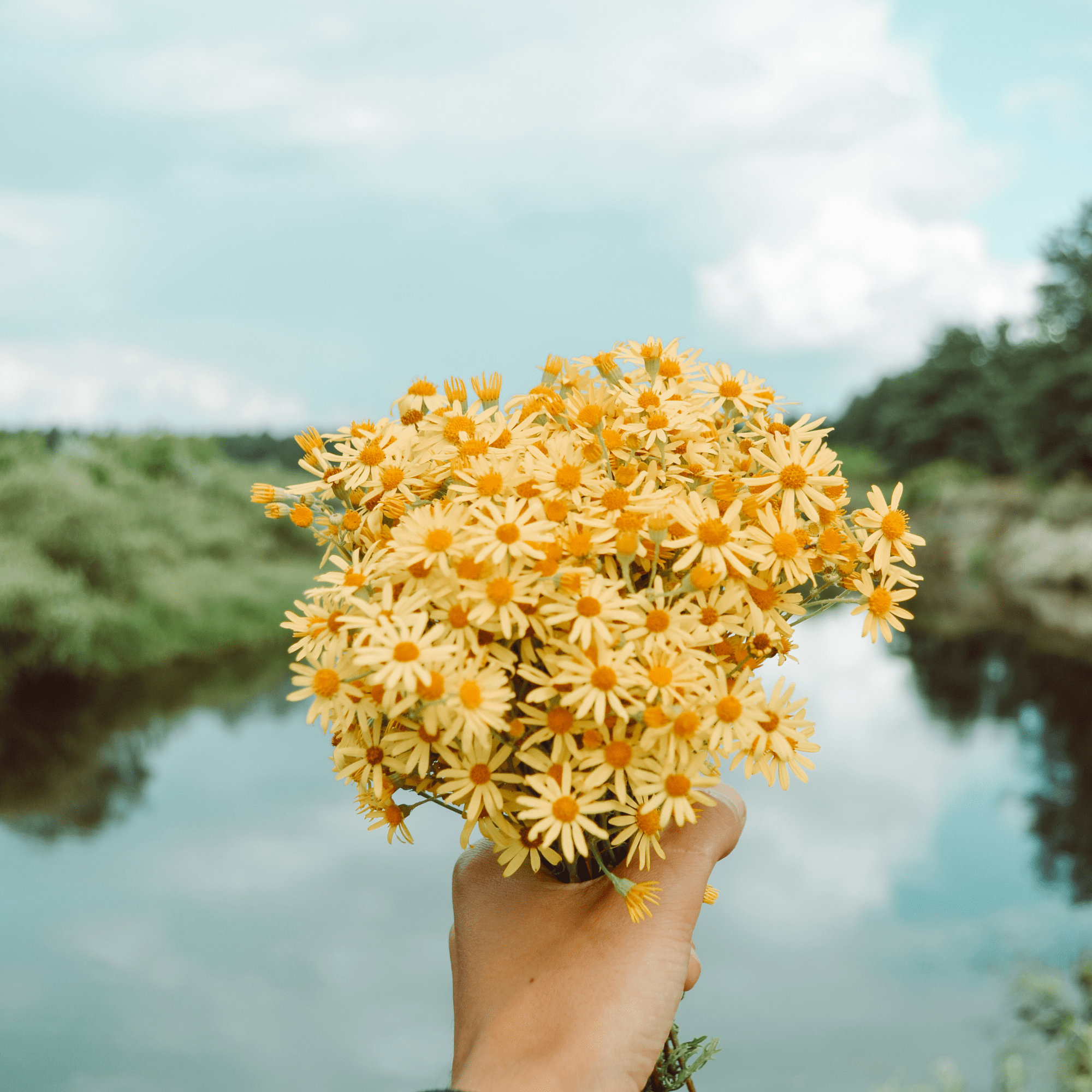 Skin Benefits of Calendula: Beginner's Guide - Claribelskincare.com