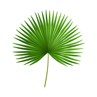 Organic Eyelash Growth Serum